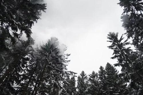 白色森林,探寻神秘森林的奇幻之旅