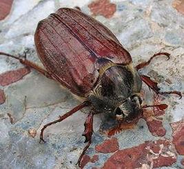 金龟子,探寻自然界的璀璨明珠