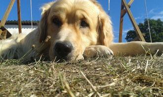 夏日金犬,探寻炎炎夏日中的忠诚伙伴